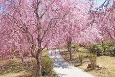 Taman Takami no Sato yang terletak di gunung Yoshino, prefektur Nara, ini berjarak sekitar satu jam setengah dari pusat kota Osaka. Di dataran dengan ketinggian 650 meter dari atas laut ini tumbuh seribu batang shidare zakura. 