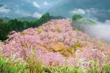 Taman Takami no Sato yang terletak di gunung Yoshino, prefektur Nara, ini berjarak sekitar satu jam setengah dari pusat kota Osaka. Di dataran dengan ketinggian 650 meter dari atas laut ini tumbuh seribu batang shidare zakura. 