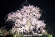 Di Maruyama Park, kita bisa melihat pohon shidare-zakura yang terkenal sebagai Gion no Yozakura yang berarti: pemandangan sakura malam hari di Gion.