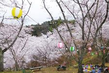 Naegi Sakura Park
