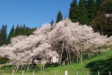 Edo Higan-zakura yang ada di kota Takayama prefektur Gifu 