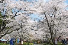 Terao Gahara Senbon-zakura Park
