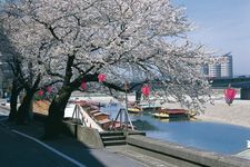 Ukai-zakura di Nagara River Side Gifu Park