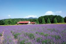 kebun lavender