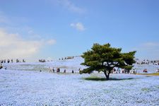 Nemophila