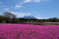 Pink Moss (Shibazakura)