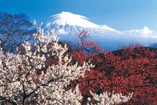 Pemandangan Gunung Fuji dan bunga ume di &rdquo;Iwamotoyama Park&rdquo;