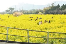 Menikmati pemandangan bunga nanohana yang terhampar luas di &rdquo;Irago Nanohana Garden&rdquo; 