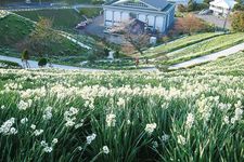 50.000 tangkai bunga suisen berwarna putih nan cantik yang mekar penuh di &ldquo;Echizen Suisen Land&rdquo;