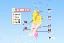 Prediksi sakura mekar di area Tohoku (Prediksi diumumkan tanggal 16 Januari 2019/ Weather News). 
