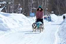 Dapat mencoba pengalaman dog sled (kereta luncur anjing) yang tidak biasa