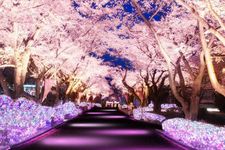 Jajaran pohon sakura sepanjang 180 meter di light-up dengan warna dasar merah muda sama seperti bunga sakura. 