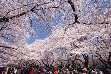 Banyak orang menikmati piknik dan pesta makan malam di bawah terowongan pohon sakura di Taman Ueno Onshi