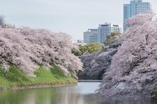 Sakura mekar dengan indahnya di sepanjang sungai