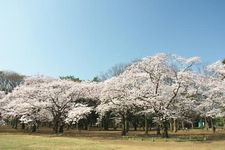 Taman ini dipenuhi orang-orang saat sakura mekar sempurna, jadi pastikan Anda tidak berhenti di satu spot untuk waktu yang lama. 