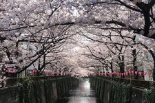 &ldquo;Sungai Meguro&rdquo; dengan cara hanami yang berkembang, berlayar sambil menikmati pemandangan sakura yang populer. 