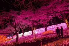 Menikmati pemandangan bunga sakura &amp; iluminasi dari balon udara &ldquo;Sagamiko Resort Pleasure Forest&rdquo;. 