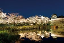 Festival Sakura terbesar di Fukuoka yang memuaskan baik dinikmati pada siang maupun malam hari