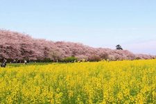 &ldquo;Satte Gongendo Sakura-tsutsumi&rdquo; yang sedang menjadi perhatian media karena keindahan panorama sakura dan nanohana yang luas. 