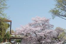 Pohon Sakura besar di atas bukit merupakan spot tujuan utama. Di sini pengunjung bisa melakukan aktifitas jalan-jalan musim semi sambil melihat binatang