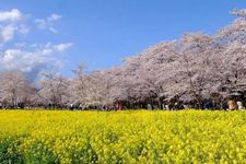 Tak hanya sakura, tahun ini untuk pertama kalinya kebun nanohana (canola) juga diterangi oleh pencahayaan pada malam hari &ldquo;Akaginanmen Senbonzakura&rdquo;. 