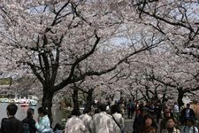 &ldquo;Ueno Onshi Park&rdquo; yang dipenuhi 3 Juta lebih pengunjung, event spesial tahun ini adalah mencoba pengalaman menjadi konduktor orkestra. 