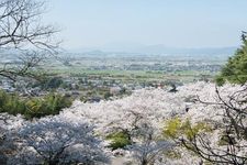 Taman yang berada di dalam gunung di daerah Asano. Deretan lereng yang landai diwarnai dengan sakura.