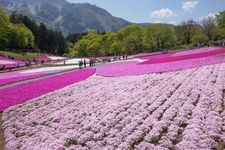 Shibazakura di Taman Hitsujiyama, Prefektur Saitama