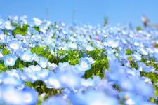 Nemophila di Hitachi Seaside Park, Prefektur Ibaraki