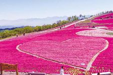 Shibazakura berbentuk hati merupakan panorama yang harus dilihat!