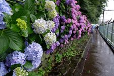 bunga hydrangea 