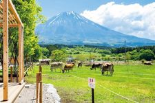 Nikmati hidangan di peternakan sambil melihat Gunung Fuji dan sapi yang berkeliaran di sekitar padang rumput