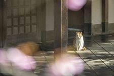 Kucing ini keluar dari toilet perempuan