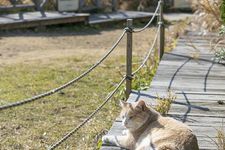 Kucing di Mercusuar Jogashima tengah bersantai di kawasan mercusuar yang berada di atas bukit dengan pemandangan laut