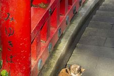 Kucing bersantai di jembatan