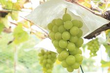 Jenis Shine Muscat terkenal sebagai &ldquo;The King of Grapes&rdquo; di Jepang.