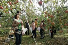 Habiskan liburan akhir pekan spesial kamu di kebun apel.