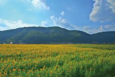 Ladang bunga matahari terbesar di Jepang Barat merayakan hari jadinya yang ke-30 tahun ini.