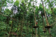 Forest Adventure Beppu