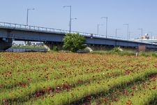 Perkebunan bunga di Edogawa, Jepang.