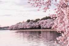 Mengenal jenis-jenis bunga sakura yang mekar di Jepang