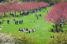 Hanami, tradisi menikmati keindahan bunga sakura