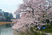 Melihat sakura dari Istana Kekaisaran Jepang