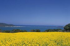 Nokonoshima Island di Fukuoka