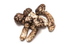 Jamur Matsutake&nbsp;