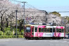 Kolaborasi trem dan sakura dari penyeberangan pejalan kaki.