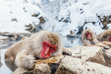 Monyet Salju Kera Jepang mandi di pemandian air panas Nagano, Jepang