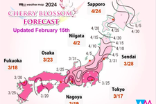 Perkiraan mekarnya bunga sakura.