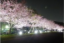 Balai Kota Oyama sisi barat Tanggul Bunga Sakura Omoigawa.