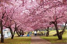 Kampus Daigyoji Universitas Hakuoh di sisi timur , Tanggul Bunga Sakura Omoigawa 
